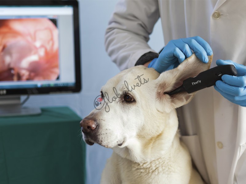DE551 Wireless Veterinary Video Otoscope