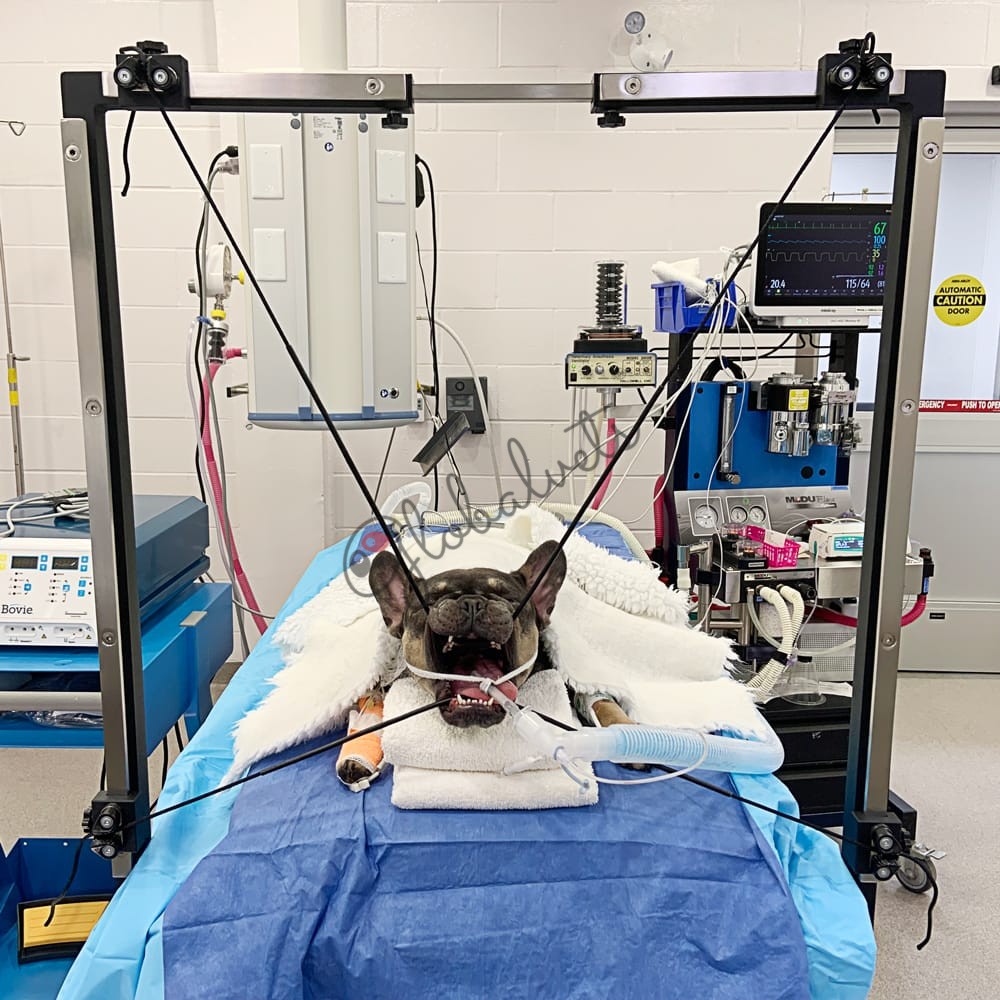 BOSS+ Brachycephalic and Oropharyngeal Surgical Stand + #2